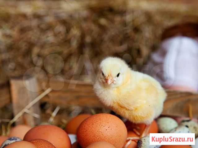 Инкукбационное яйцо Йошкар-Ола - изображение 1