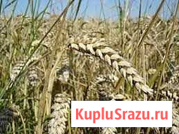 Корма для сх животных Новоаннинский - изображение 1