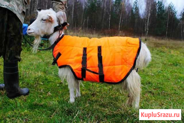 Попоны для коз Рыбинск - изображение 1