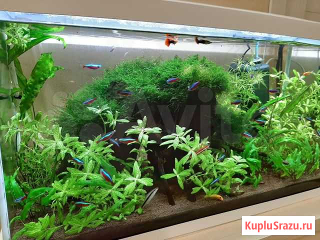 Аквариум с рыбками Aquael 100л Краснодар - изображение 1