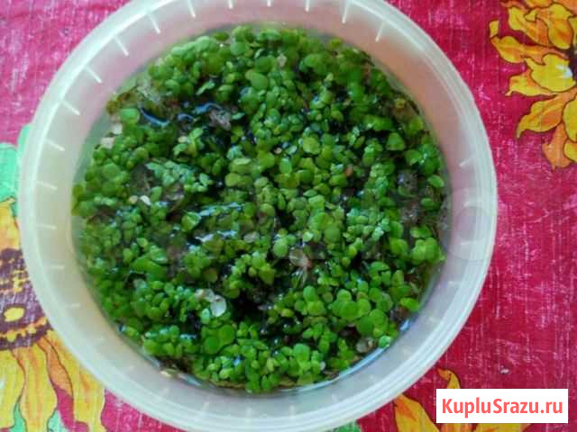 Ряска Новосибирск - изображение 1