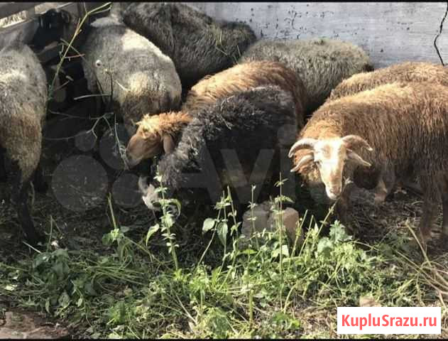 Бараны на Курбан, Акида, Назира Казань - изображение 1