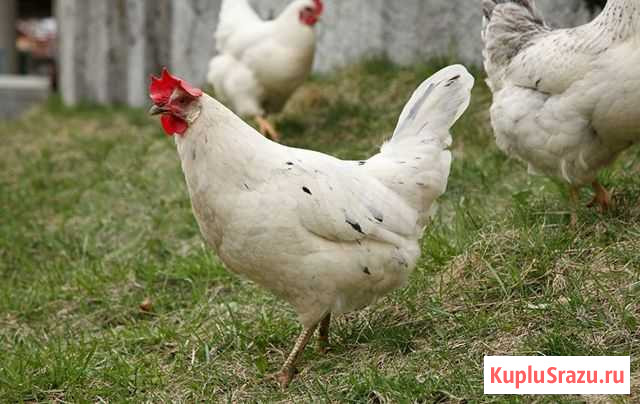 Куры несушки Челябинск - изображение 1