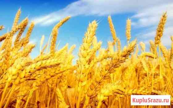Пшеница, Ячмень Калининград