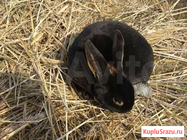 Кролик Челябинск - изображение 1