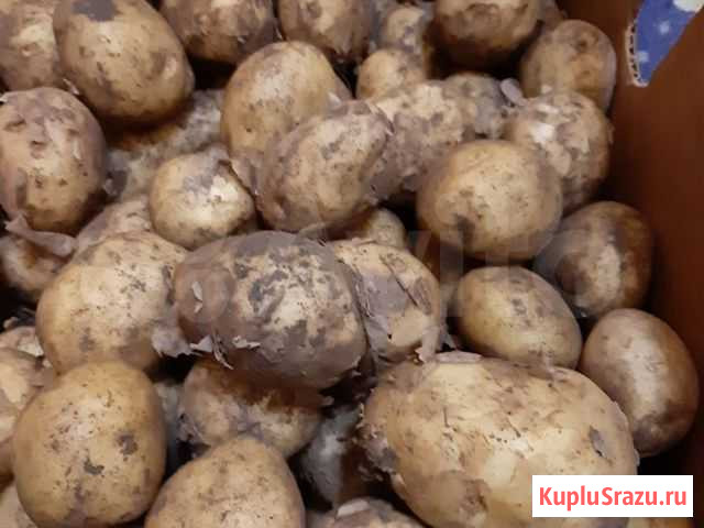 Картофель свежий урожай на дом Кемерово - изображение 1