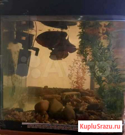 Аквариум 200 литров +тумба Казань - изображение 1