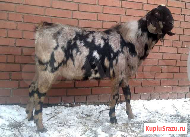 Нубийский козёл 100 Тольятти - изображение 1