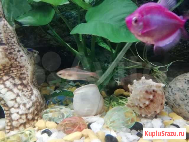 Рыба Калининград - изображение 1