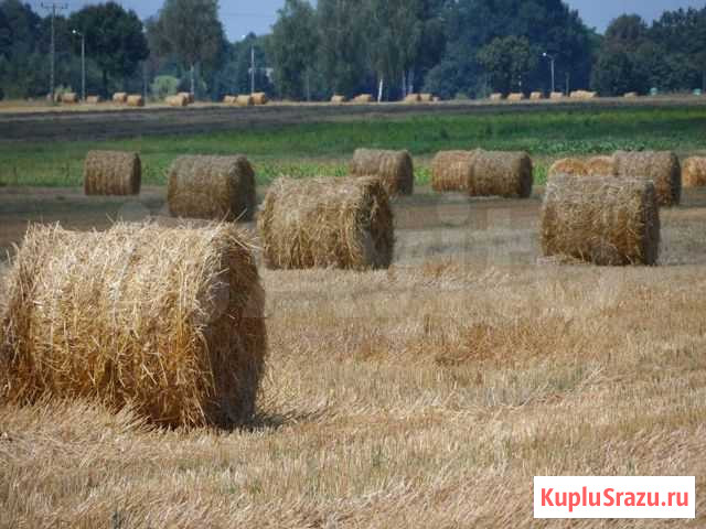 Солома Толбазы - изображение 1