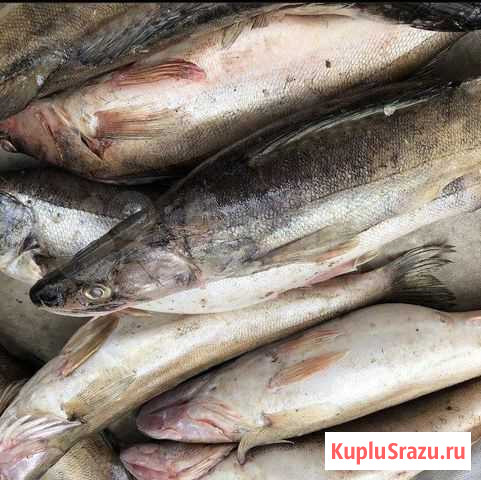 Свежий судак. Доставка по городу Нижний Новгород - изображение 1