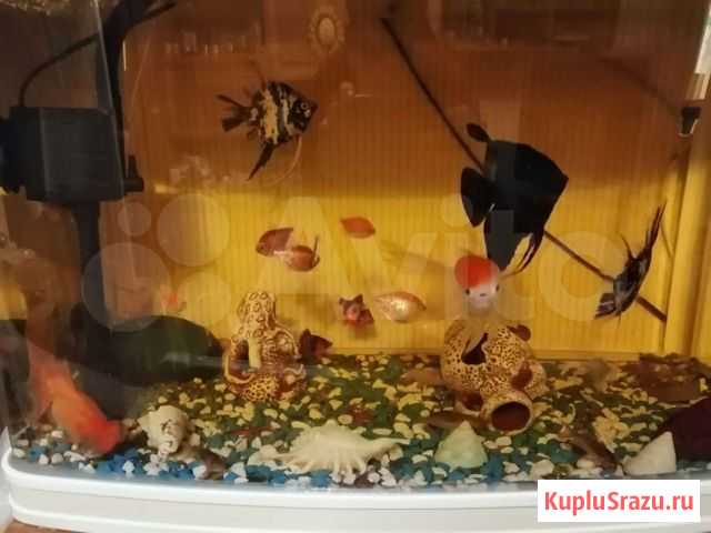 Украшение для аквариума Свободный - изображение 1