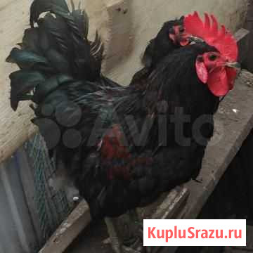 Петухи домашние Арзамас - изображение 1