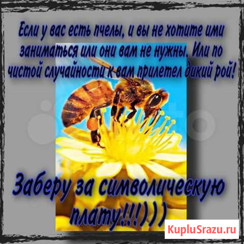 Пчелы Дмитров - изображение 1