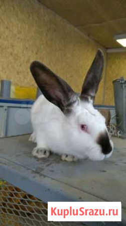 Кролики Улан-Удэ - изображение 1
