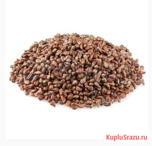 Виноградные косточки Моздок - изображение 1