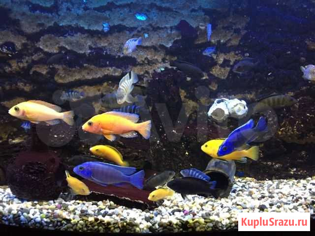 Аквариум с тубой и с рыбками Краснодар - изображение 1