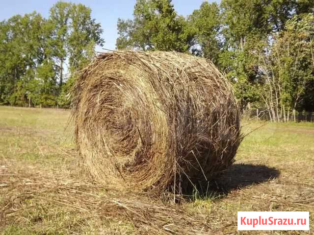 Сено в тюках Пестрецы - изображение 1