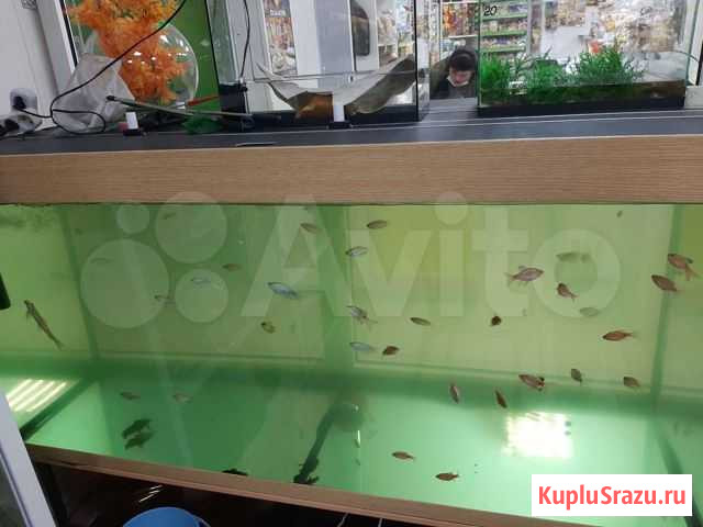 Аквариум Братск - изображение 1