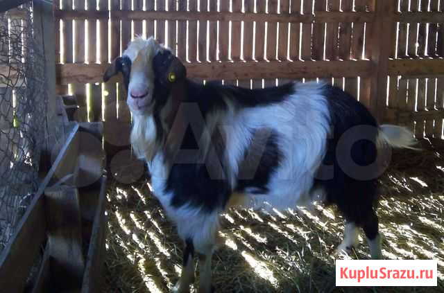 Продам нубийского козла Кипень - изображение 1