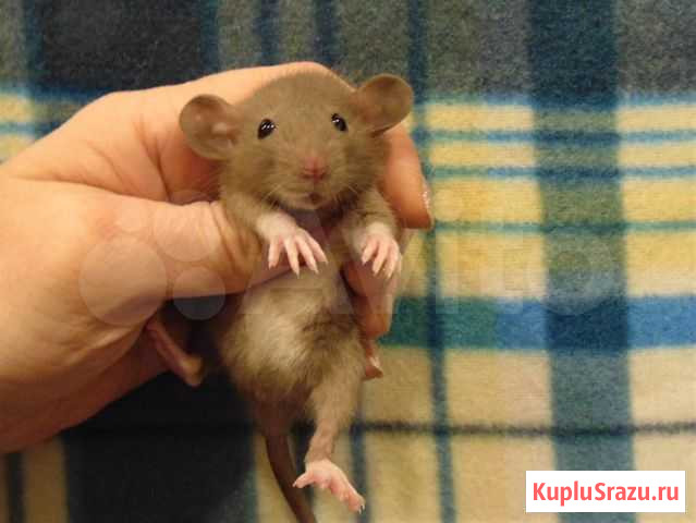 Крысы, крысята девочки дамбо - питомник, клетки Санкт-Петербург - изображение 1