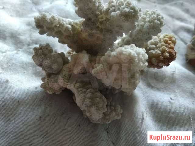 Ракушки в аквариум Кинешма - изображение 1