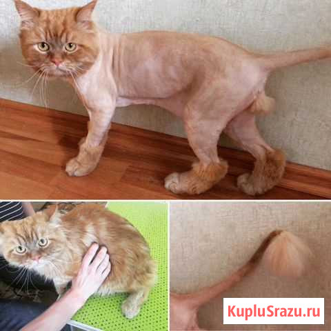 Стрижка кошек. Выезд на дом Казань - изображение 1