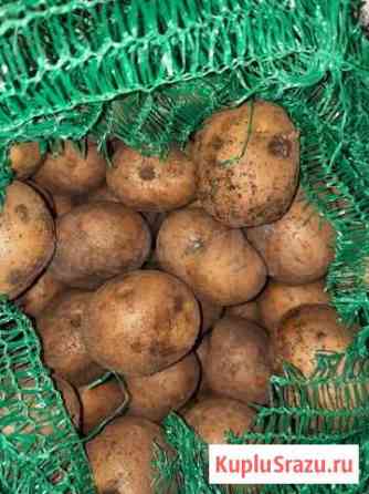 Продам картофель на чипсы Тюмень