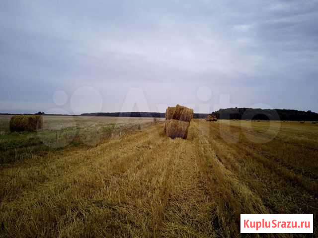 Солома и Сено Муром - изображение 1