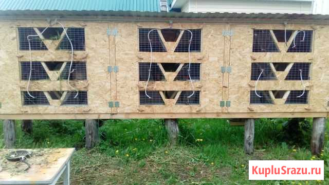 Крольчихи от 6 месяцев Арзамас - изображение 1