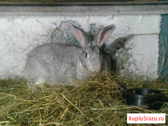 Кролики Казань - изображение 1