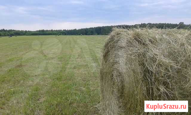 Сено в рулонах, в тюках Вад - изображение 1
