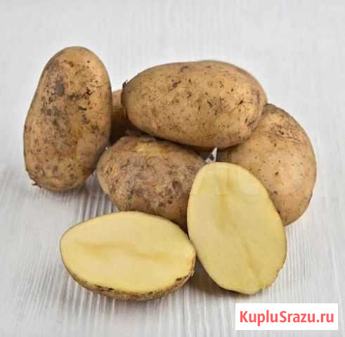 Картофель домашний Петрозаводск - изображение 1