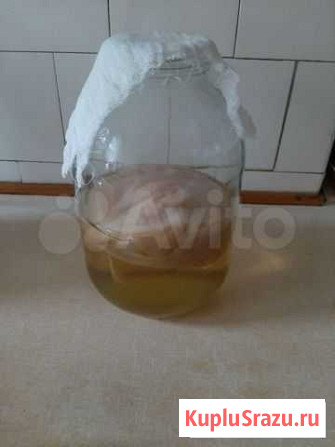 Гриб чайный Екатеринбург - изображение 1