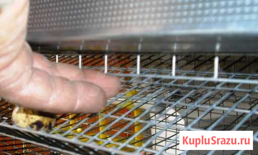 Клетки для перепелов Чебоксары - изображение 1