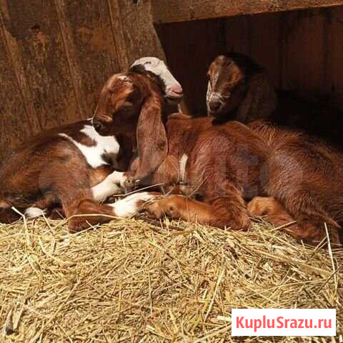 Продаю всех коз и козлят Козлово - изображение 1