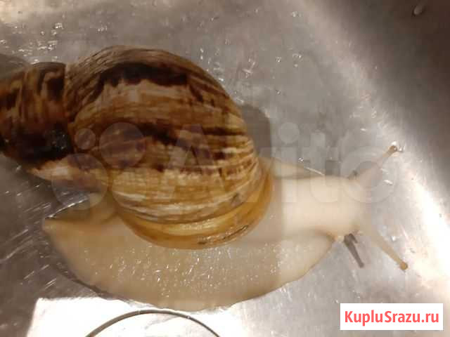 Улитка ахатины Пермь - изображение 1