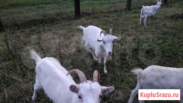 Козы дойные (скоро окот) Боровск - изображение 1