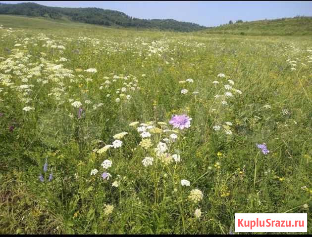 Сено Благовещенск - изображение 1