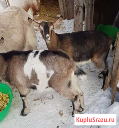Козы Лосино-Петровский - изображение 1