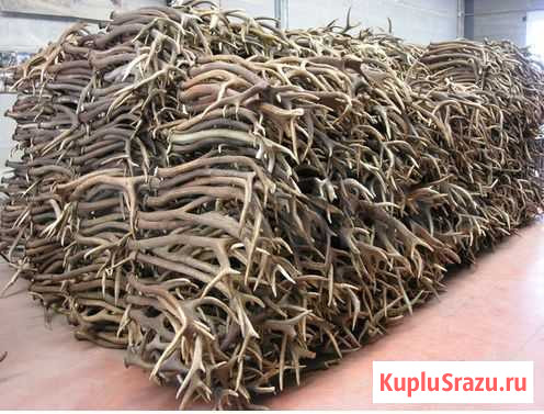 Рога лося Кострома - изображение 1