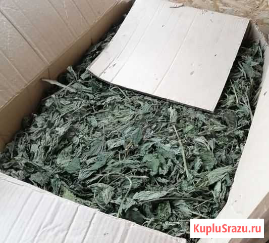 Крапива Иглино - изображение 1