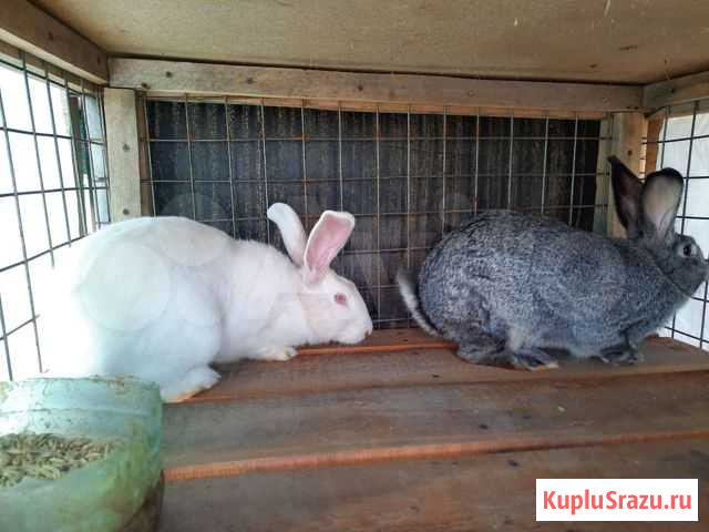 Кролики Лебяжье - изображение 1