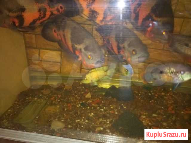 Продаю астронотус Киров - изображение 1