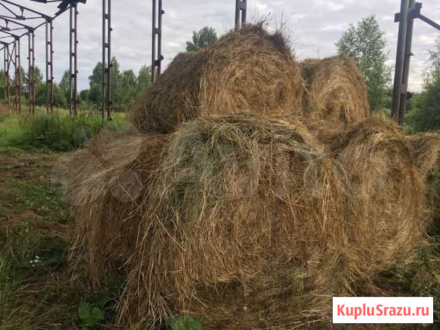 Сено Ярославль - изображение 1