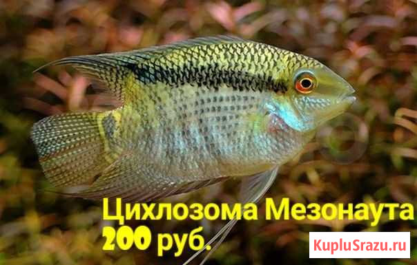 Рыбки Луга - изображение 1