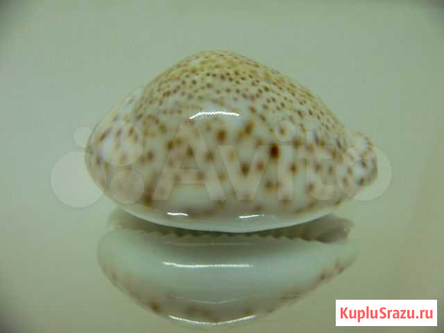 Морская раковина (ракушка) - Cypraea turdus wink Владивосток - изображение 1