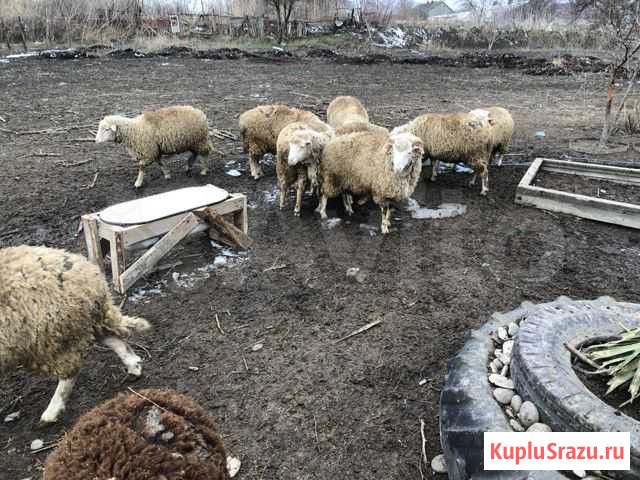 Овцы Кизляр - изображение 1