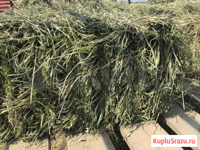 Сено многолетних трав Бронницы - изображение 1