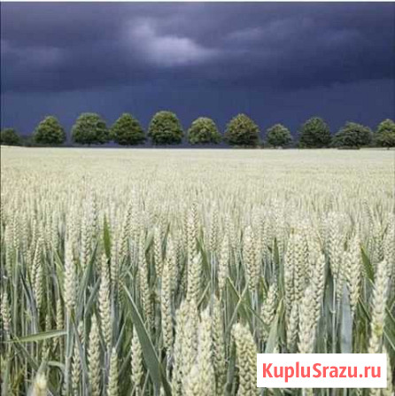 Комбикорм Отруби Овёс Кукуруза Пшеница Ячмень Жарж Гудермес - изображение 1